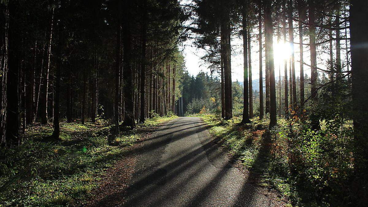 Der Murwald ist ein Naturparadies