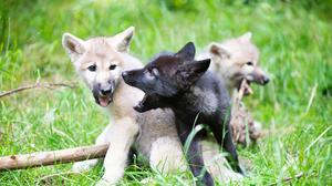 Nachwuchs für das Wolfforschungszentrum in Ernstbrunn