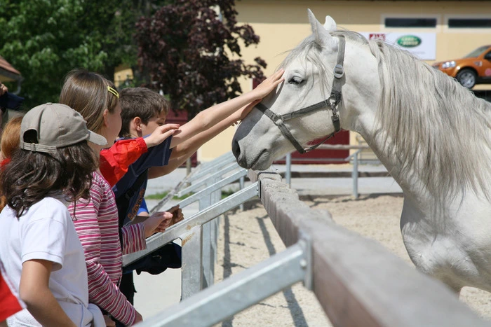 Auf Tuchfühlung mit ganz besonderen Pferden | Die Lipizzaner freuen sich über reichlich Aufmerksamkeit