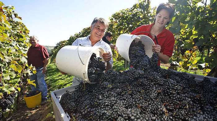 Die Weinlese ist in der Region in vollem Gang.