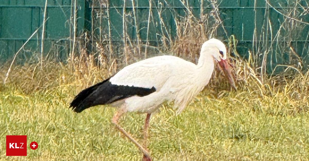 Kein-Ab-in-den-S-den-Storch-verbringt-den-Winter-lieber-im-M-rztal