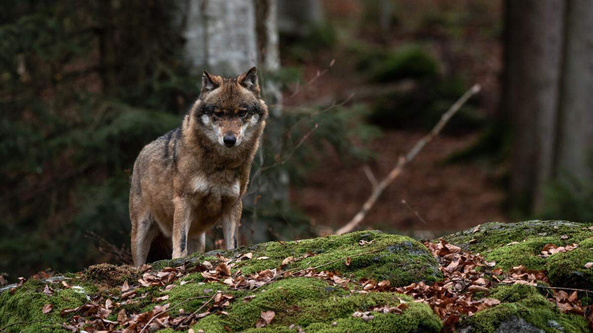 Auch in Gaal war ein Wolf am Werk (Sujet)