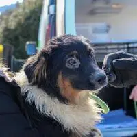 15 Hunde wurden im Tiko Klagenfurt untergebracht