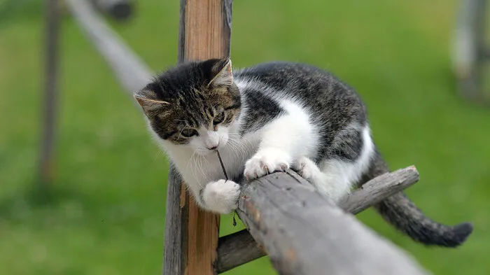 Sujetbild: Gezielte Schüsse auf eine Katze im Burgenland
