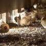 Wegen der Preismisere „pausieren“ viele Hühner-Betriebe. Heimische Ostereier gibt es aber ausreichend  
