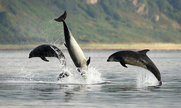 Vermehren sich heuer mehr als sonst: Delfine in der Adria