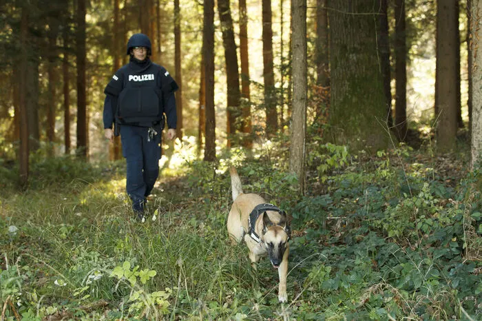 Spürhund "Abby" durchkämmt den Wald. 