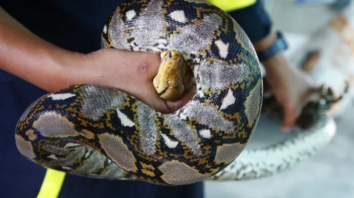 Die Zahl der Schlangen, die in Gebäuden in Bangkok gesichtet wurden, hat sich stark erhöht.