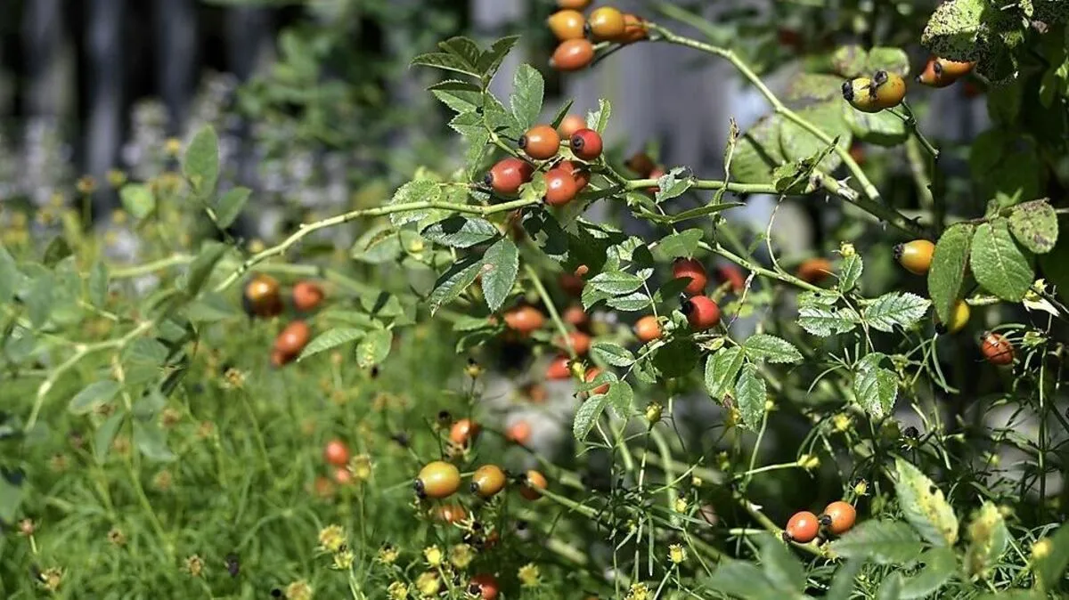 NIG 72 Bio Erlebnis Norbertinum