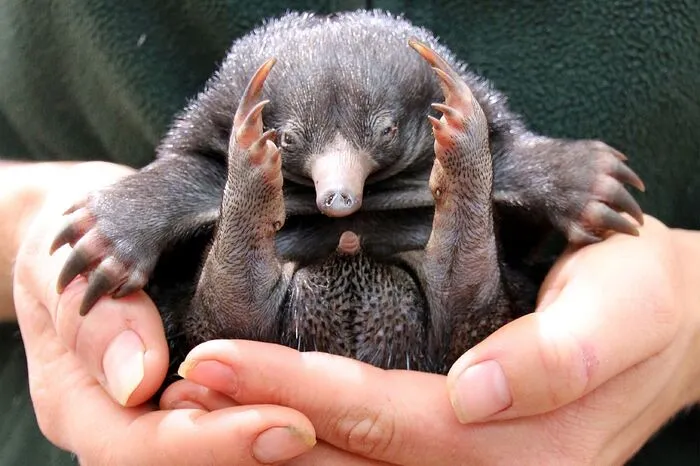 Echnidas sind igelartige Ameisenfresser, die sich in Gefangenschaft höchst selten vermehren. Die letzte Echnida-Geburt im Zoo von Sydney liegt fast 30 Jahre zurück. 