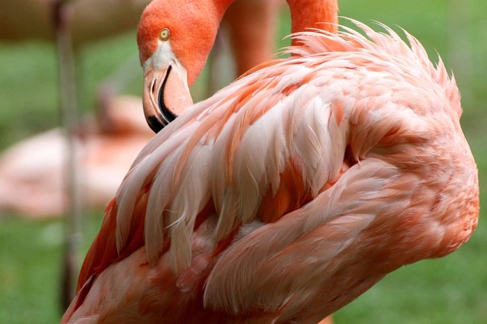 Rotes oder rosa farbendes Gefieder, daran erkennt man die Flamingos. Die Farbe haben sie einem Stoff namens Karotin zu verdanken. Diesen Stoff finden sie in ihrer Nahrung, die Krebse die sie fressen enthalten ihn. Ihr Körper nimmt den Stoff auf und gibt ihn weiter in das Gefieder. Der Kubaflamingo ist farblich kräftiger als der Rosaflamingo.