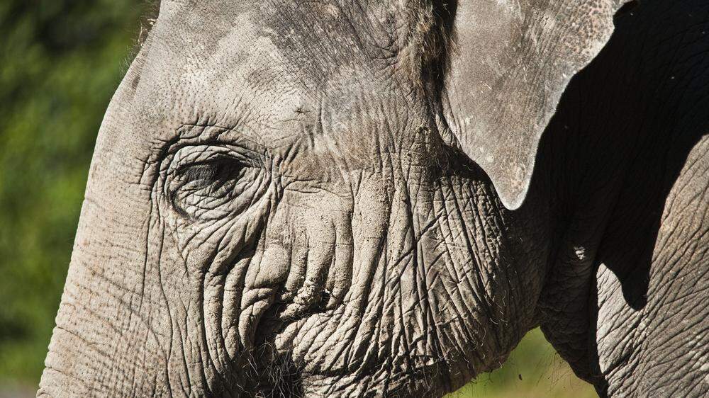 Elefanten fressen Bananen normalerweise mit der Schale.