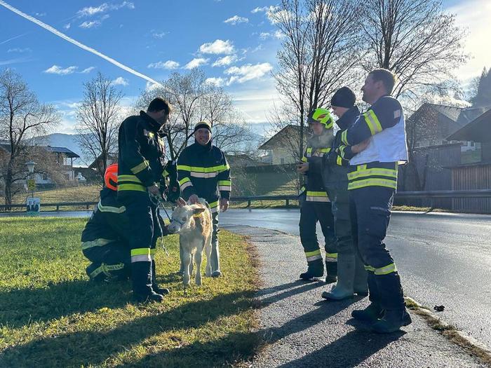 Das Kälbchen überstand den Sturz in den Bach unverletzt