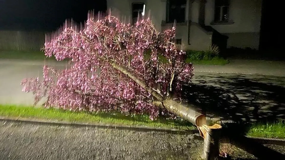In der Nacht auf Samstag wurde in Wald am Schoberpass ein Baum mutwillig umgeschnitten 