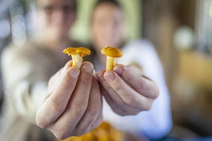 Ob in Soßen, Suppen oder als Beilage - die Eierschwammerl sind eine Delikatesse für Pilzliebhaber.