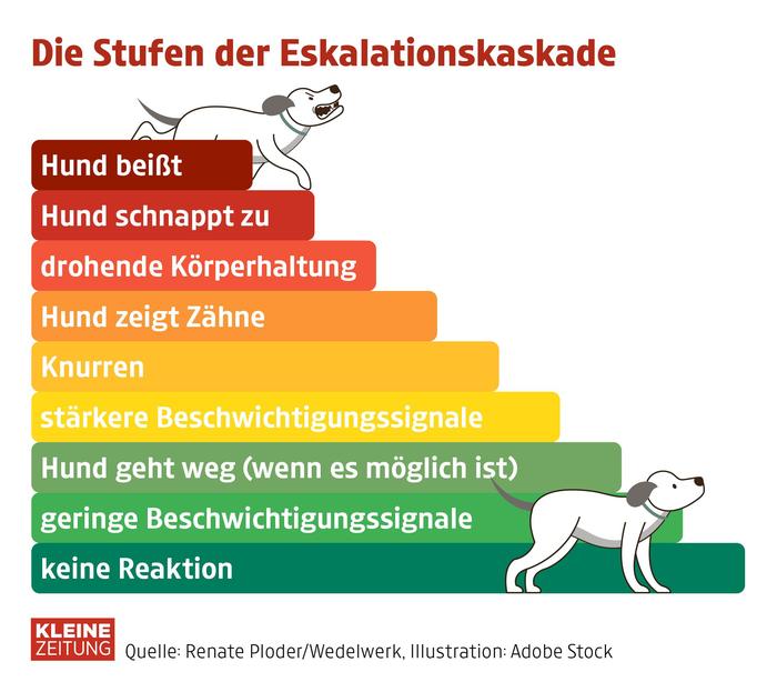 Von der leichten Reaktion bis zum Biss: Die Stufen der Eskalationskaskade