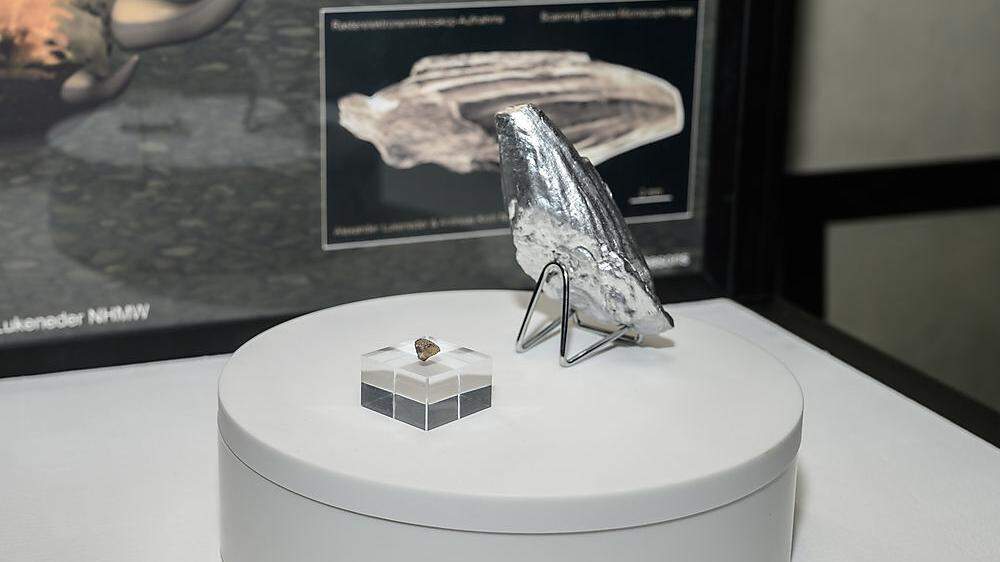Pliosaurier wird erstmals ausgestellt