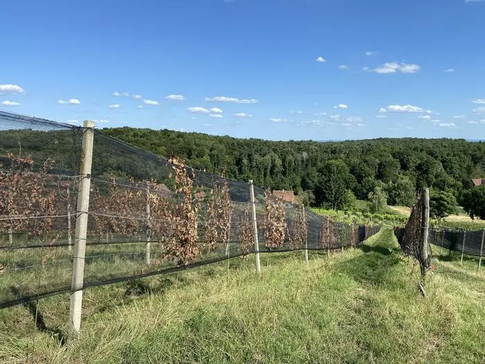 Günther Domittner zeigte im Juli 2025 seine Weingärten, in denen er mehrere Rebstöcke roden musste