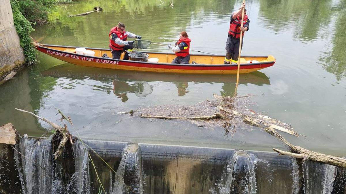 Die Feuerwehr der Stadt Gleisdorf war mit mehreren Zillen im Einsatz und sammelte die toten Fisch ein