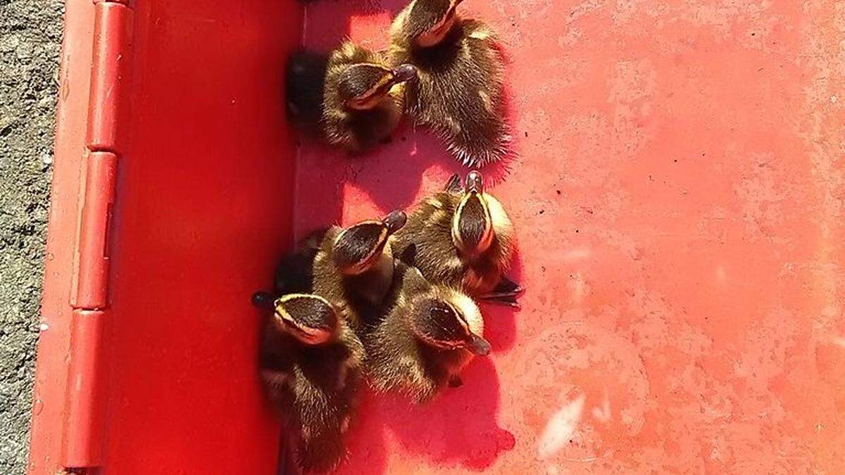 Endlich in Sicherheit: Die Enten wurden von der Feuerwehr gerettet