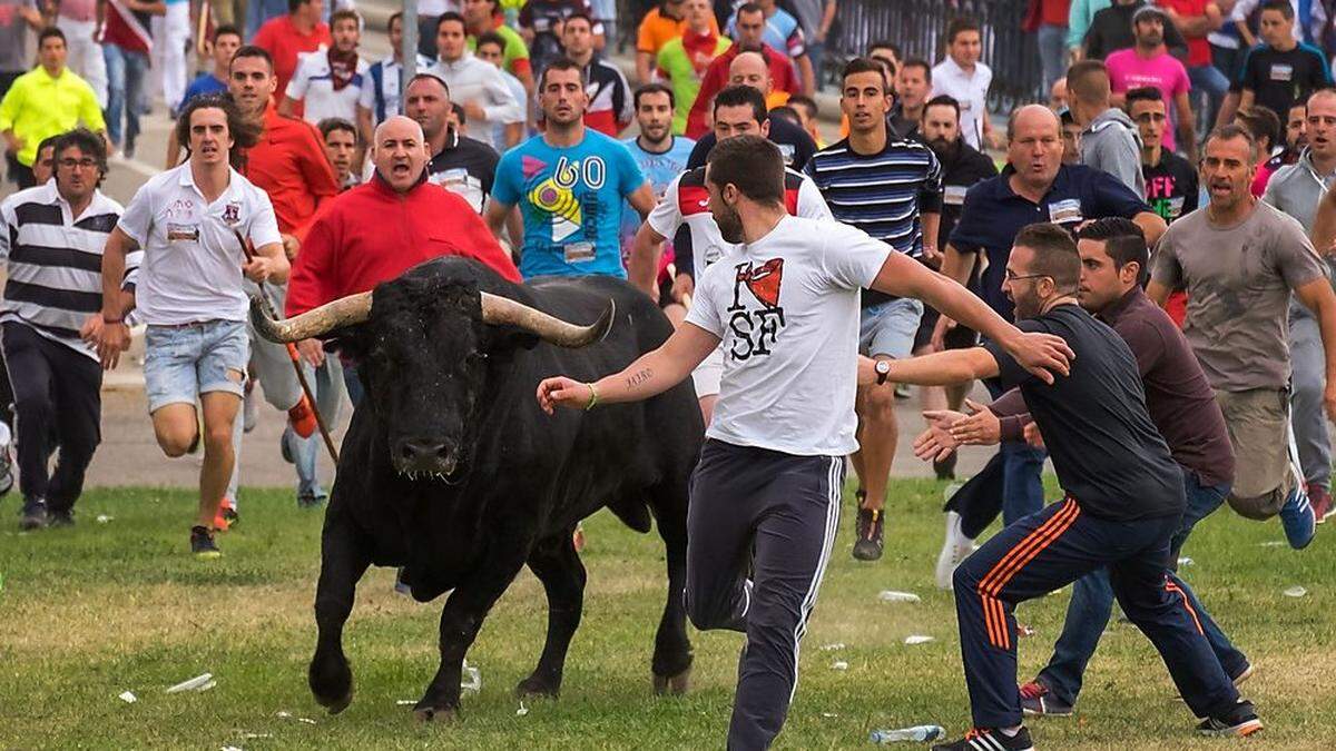 Grund: Das Regionalparlament der Region Kastilien-Leon hatte nach jahrelangen Protesten aufgebrachter Tierschützer das Quälen und Töten des Bullen mit Hilfe von Stichwaffen verboten