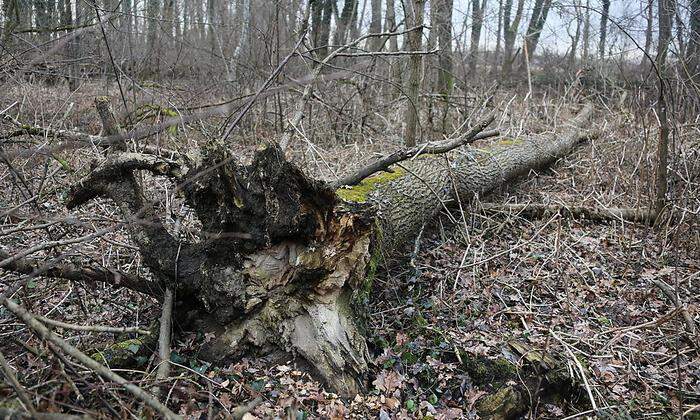 Gefährlich für Waldbesucher: Kranke Eschen, die wie diese, plötzlich umfallen können.