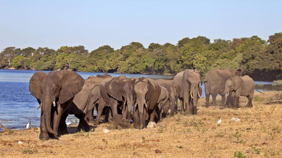 In Botswana gibt es mittlerweile mehr als 130.000 Elefanten.