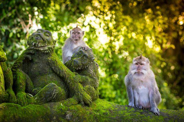 Der Monkey Forest bei Ubud