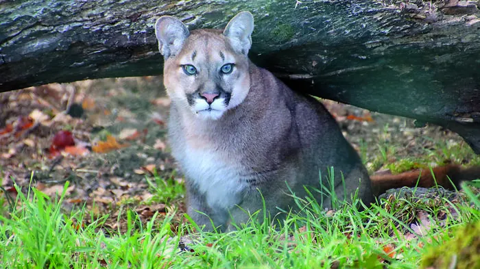 Puma-Weibchen „Nilam“ hat ihr Gehege bereits bezogen