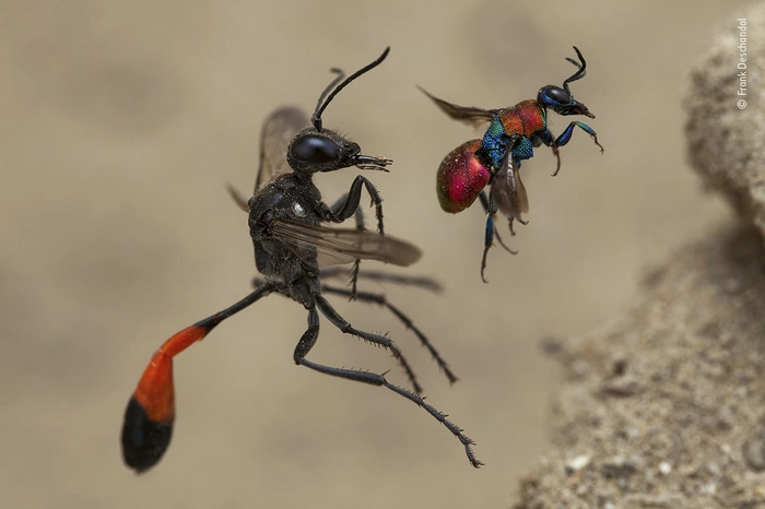 "Eine Geschichte von zwei Wespen", festgehalten von Frank Deschandol in Frankreich. Das kleinere der beiden Tiere - ein Weibchen - war gerade einmal 6 Millimeter klein. Ein Meisterstück der Makrofotografie.