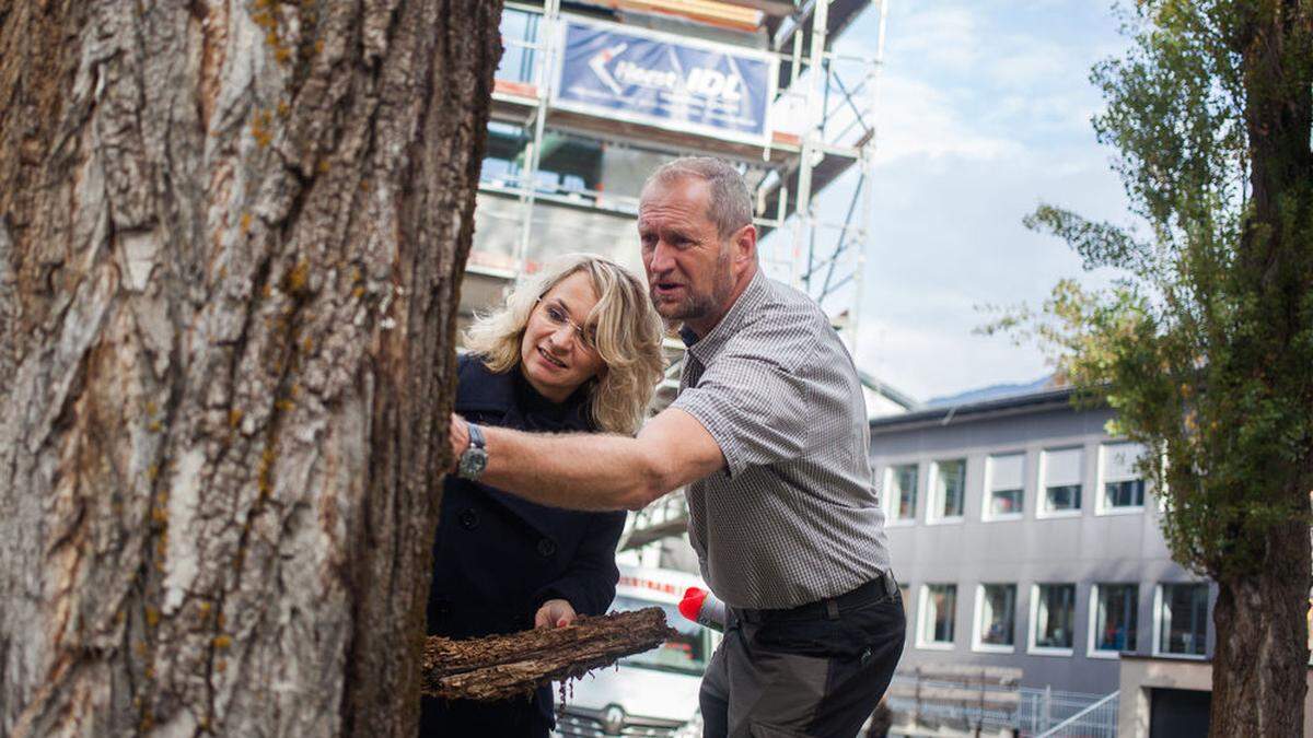 Blanik und König analysieren einen der kaputten Bäume