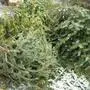 Christbäume, Sammelaktion, Voitsberg, christbaumsammelstelle, christbaum entsorgung