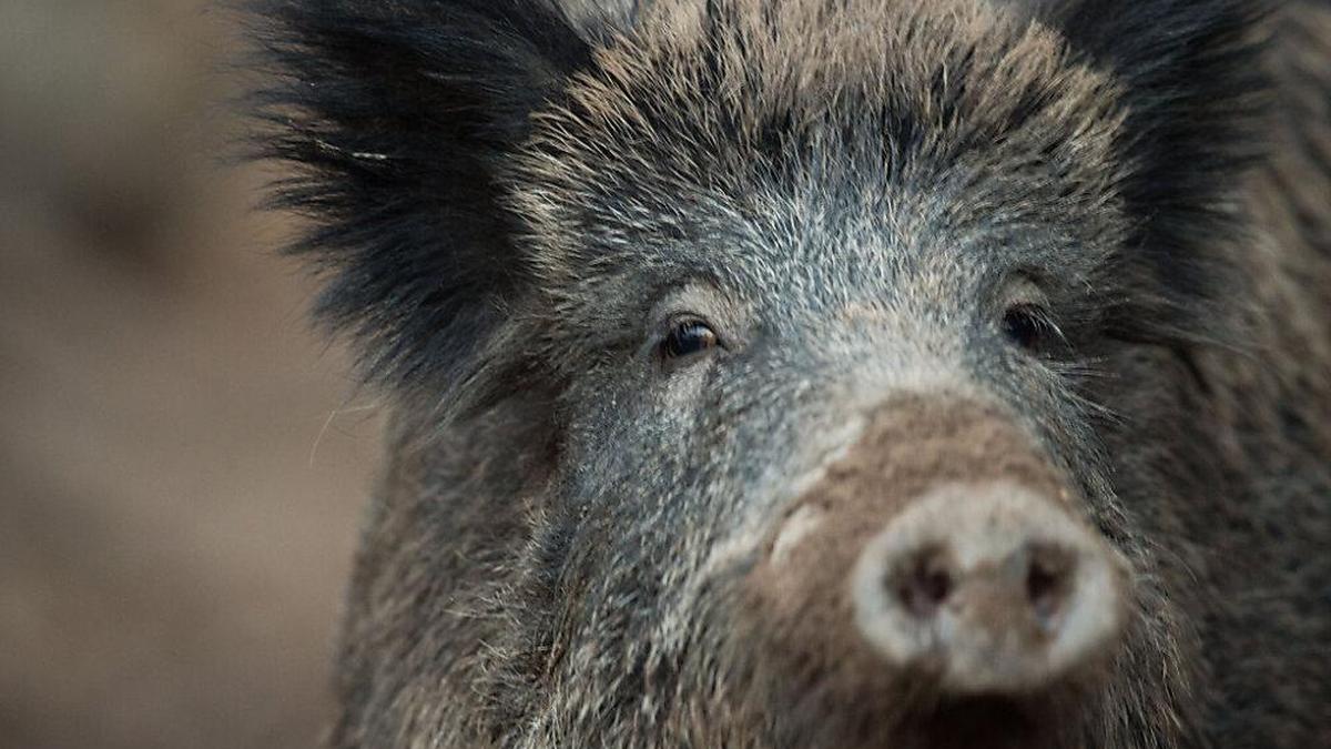 «Wildschwein in der Siegener Innenstadt» vom 28.01.2017) Foto: Lino Mirgeler/dpa +++(c) dpa - Bildfunk+++