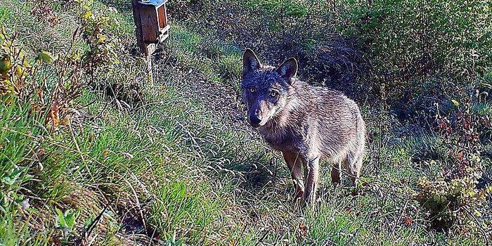 Der Wolf wurde in Eisenbach-Rein gesichtet