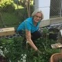Erika Schellnegger beim Bepflanzen einer Baumscheibe in der Jahngasse