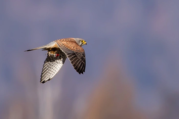 Der Falke im Flug.