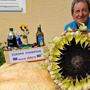 Horst Jöbstl mit Riesensonnenblume und Riesenkürbis, den er ebenfalls kultiviert