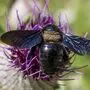 Hummel, Bremse oder doch eine Holzbiene? In der Community helfen Experten bei der Bestimmung aller Beobachtungen