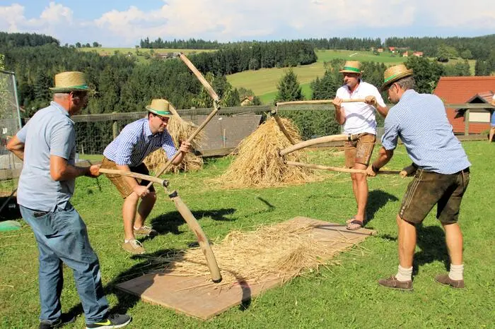 Bei tropischen Temperaturen jenseits der 30-Grad-Celsius-Marke wurde den zahlreichen Besuchern alte bäuerliche Arbeit wie zum Beispiel das traditionelle „Dreschen“ des Getreides gezeigt.