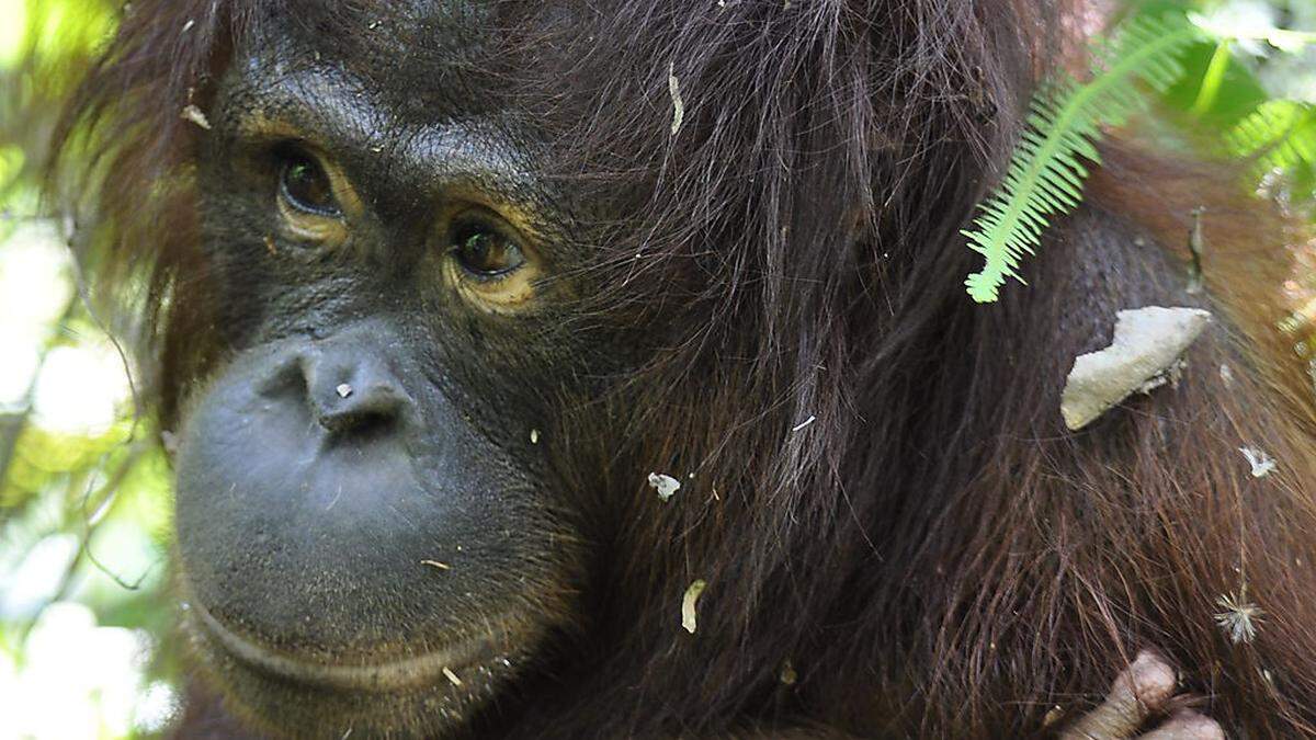 Orang-Utan Dame Signe bringt gesundes Baby zur Welt