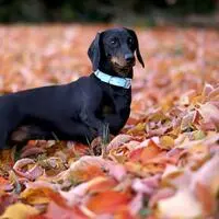 Strafbasiertes Hundetraining und allgemeine Leinenpflicht? Das sagen unsere Leser dazu