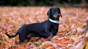 Strafbasiertes Hundetraining und allgemeine Leinenpflicht? Das sagen unsere Leser dazu