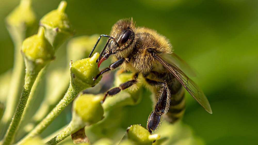 Efeublüten liefern auch im Herbst noch Nahrung für Bienen. 