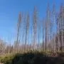 Borkenkäfer fraßen sich durch den Fichtenwald in Köttmannsdorf.