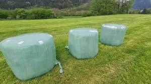 Grünlandbauern müssen ihre Siloballen nach dem Angriff der Krähen wieder luftdicht verschließen, sonst ist das ganze Futter verdorben