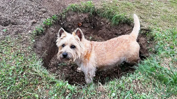 Benjamin Koschat: Das ist Artie (8), unser Cairn-Terrier, auf der Jagd nach Wühlmäusen. PS: Das Loch ist nicht von ihm.