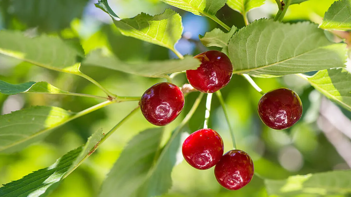 Der Himmel hängt voller Kirschen