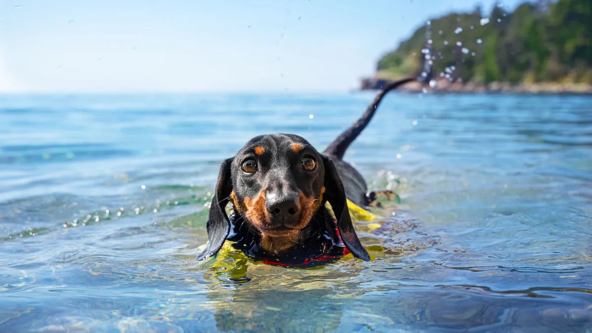 Im Wasser kühlen sich Hunde mit Begeisterung ab