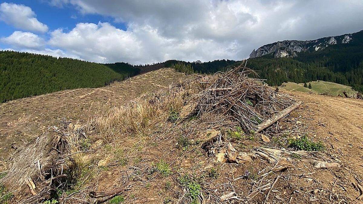 1300 Bäume werden im Rahmen von Aufforstungsprojekt in Rumänien gepflanzt