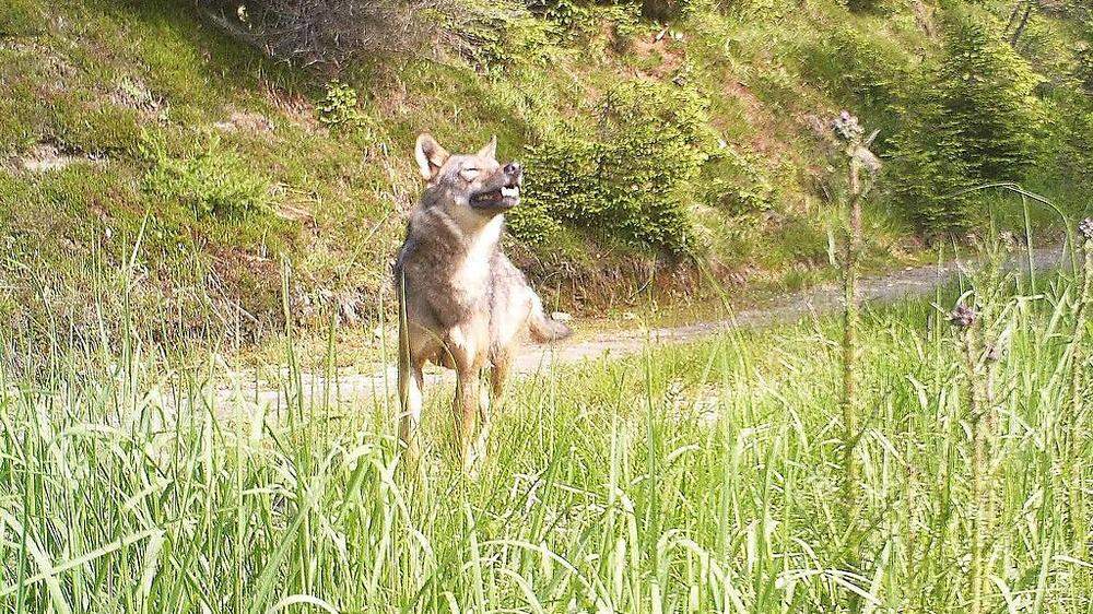 Dieser Wolf wurde 2013 in Salla von einer Wildkamera abgelichtet